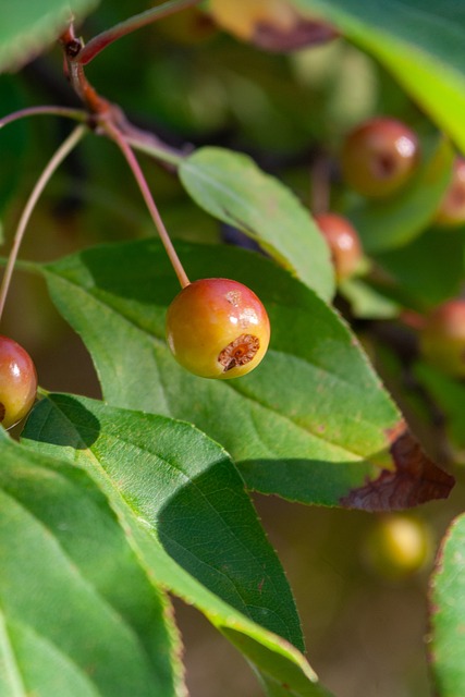 阿根廷国家 阿根廷国家